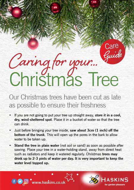 christmas-tree-care-leaflet