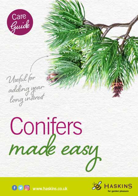 conifers-made-easy-leaflet