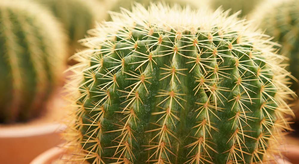 plant-focus-cacti