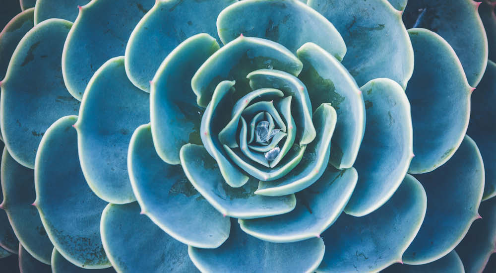 plant-focus-succulents