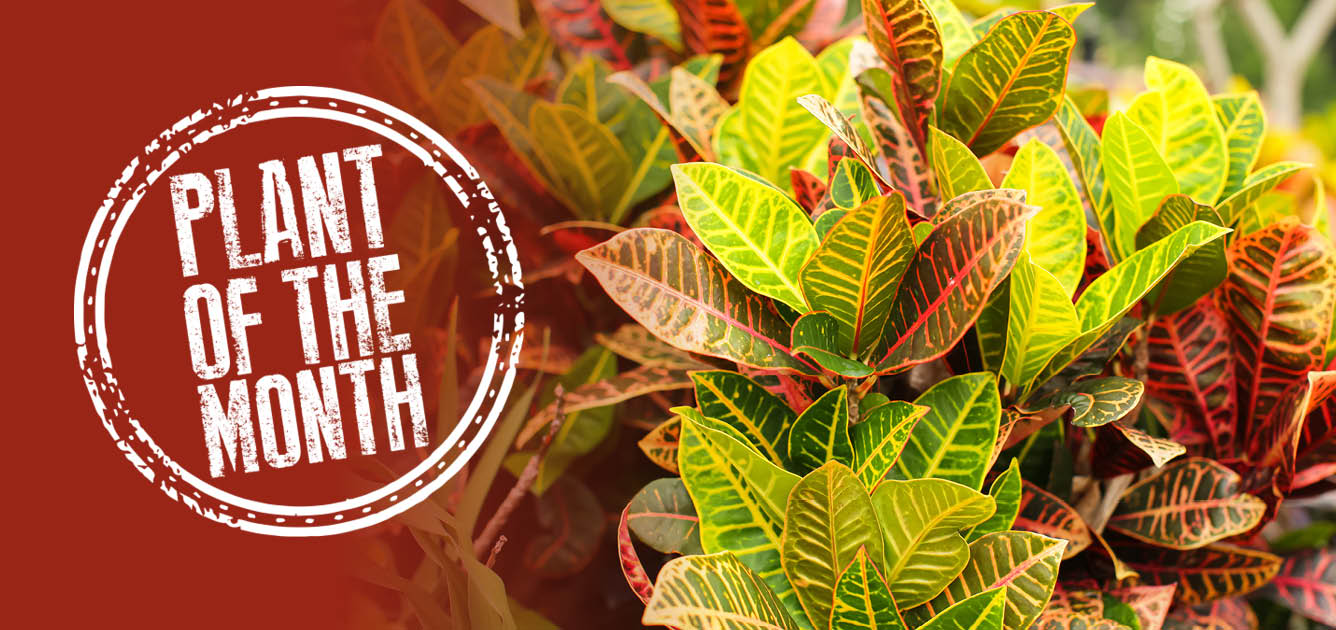 croton-house-plant-of-the-month_feature croton-house-plant-of-the-month_feature