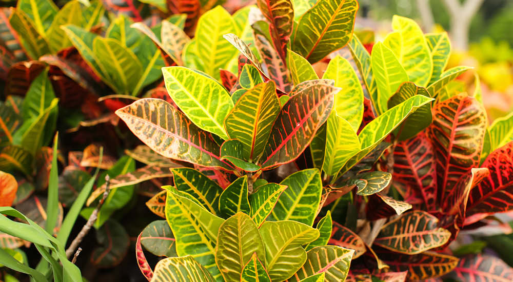 plant-focus-croton plant-focus-croton