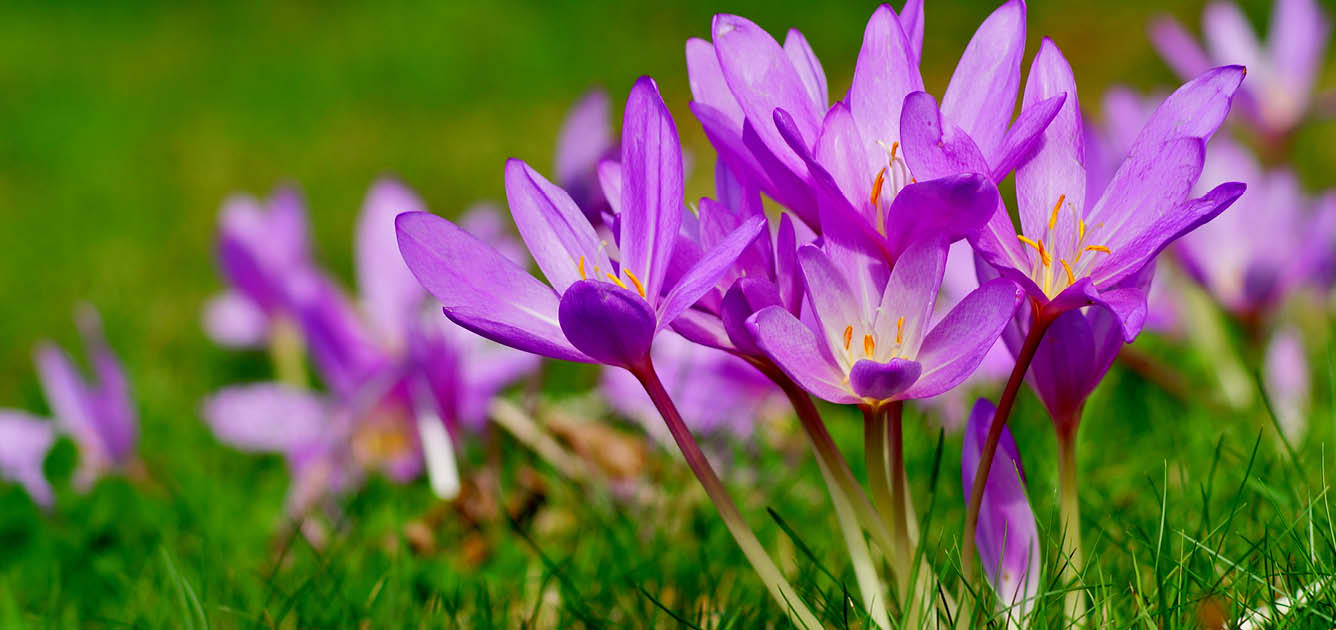 planting-autumn-flowering-crocus