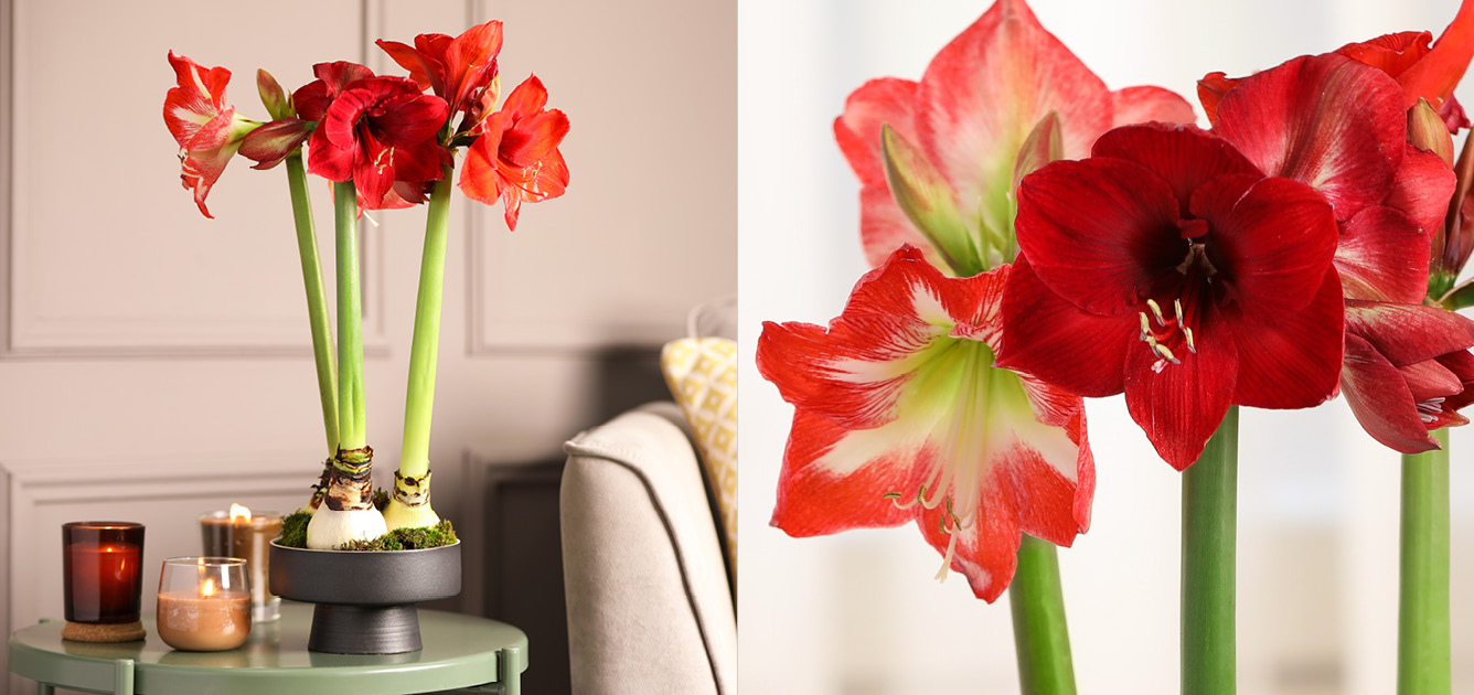 amaryllis-house-plants