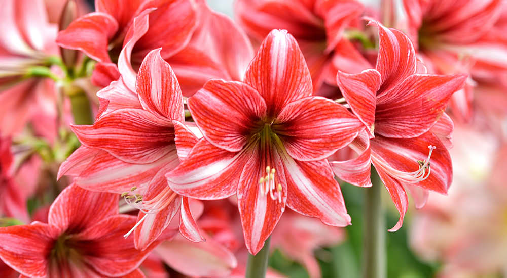 plant-focus-amaryllis