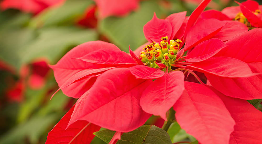 plant-focus-poinsettia