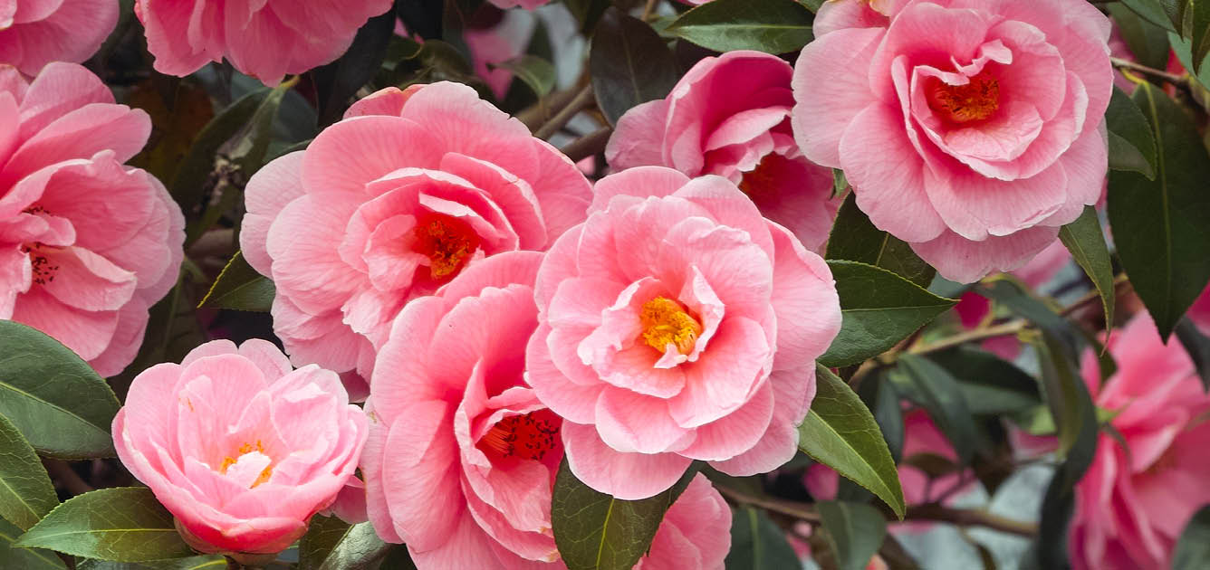 camellia_shrubs_12336x630