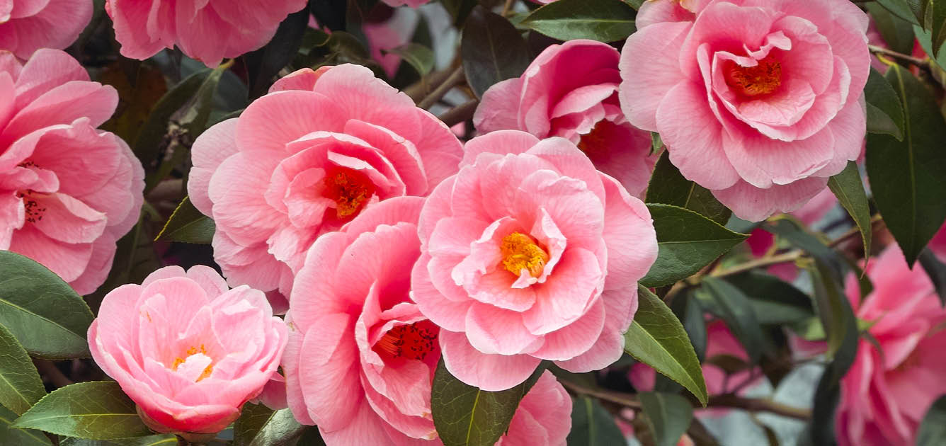 camellia_shrubs_12336x630 camellia_shrubs_12336x630