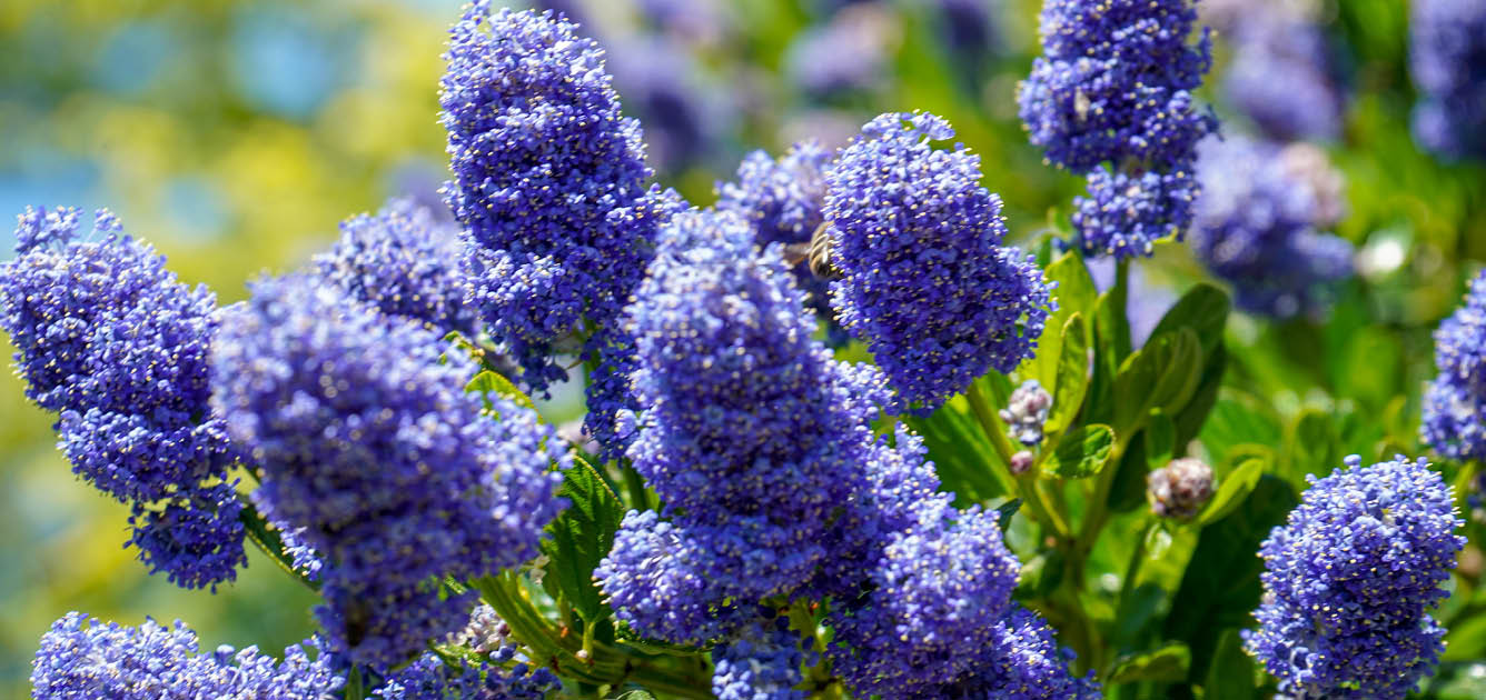 ceanothus_shrubs_12336x630