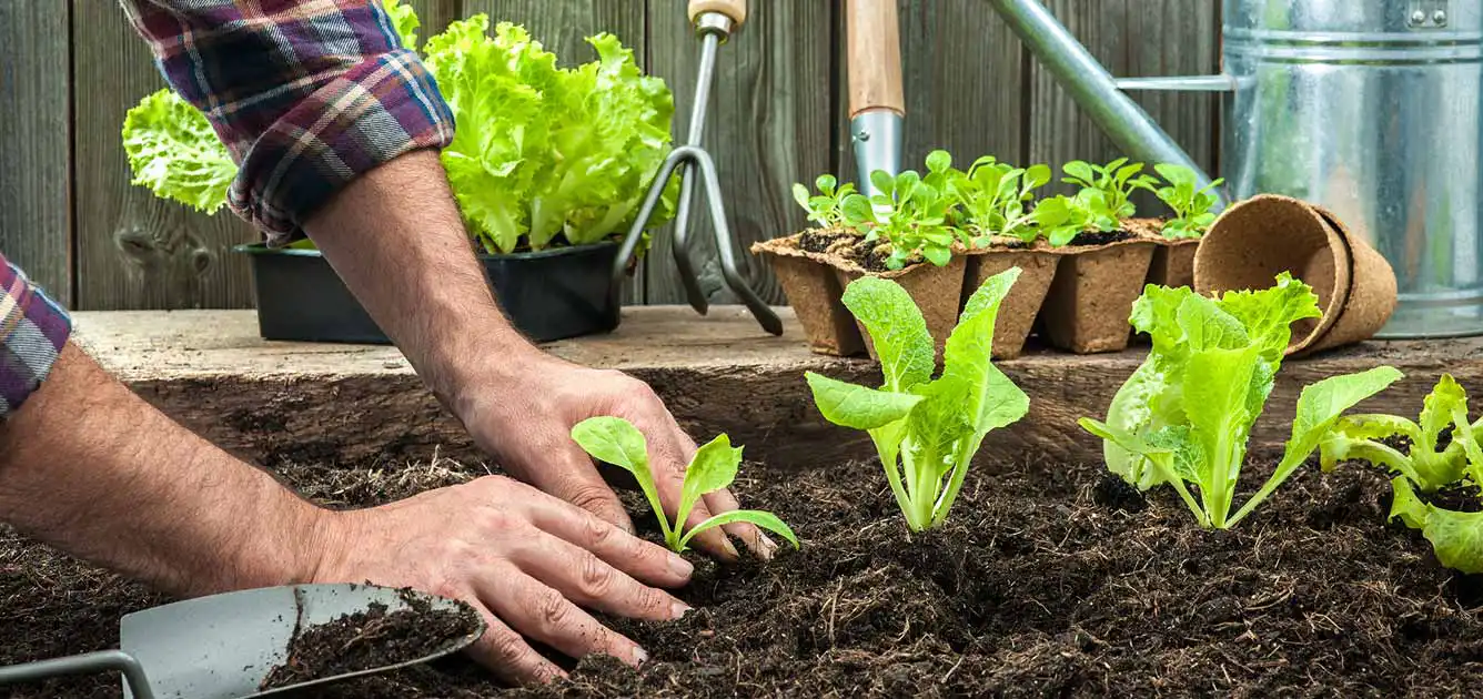 march-this-month-gardening