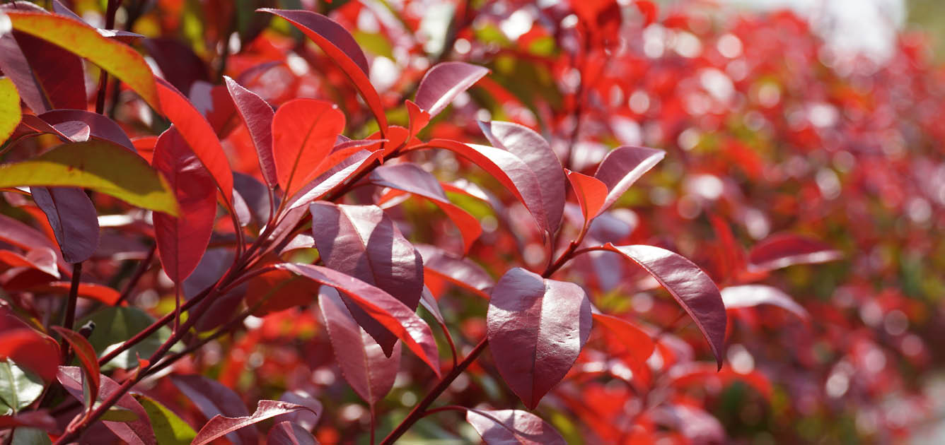 photinia_shrubs_12336x630 photinia_shrubs_12336x630