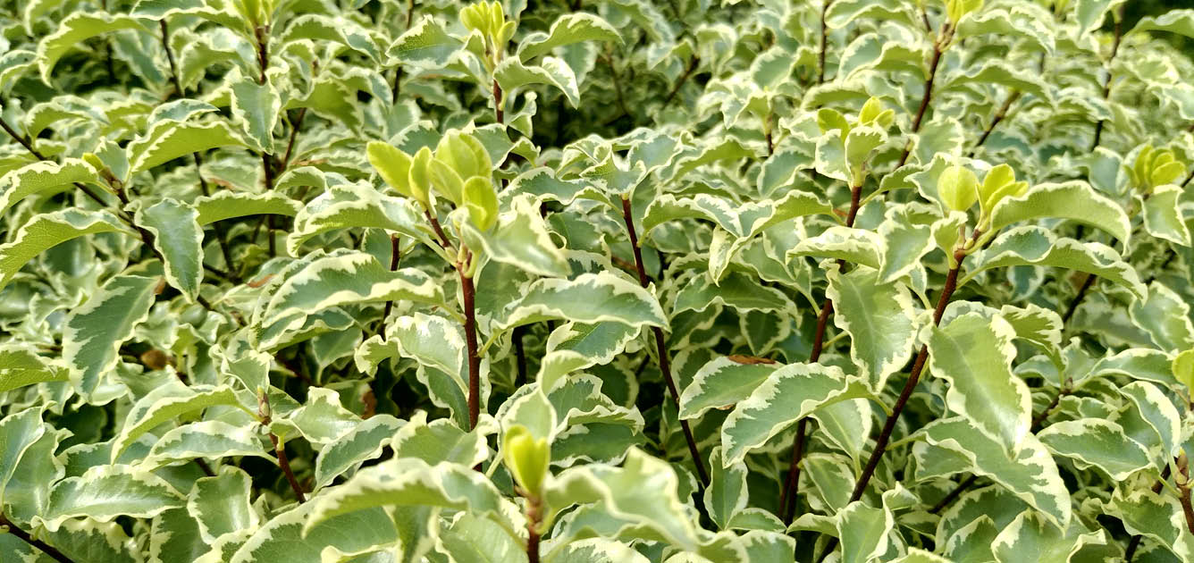 pittosporum_shrubs_12336x630 pittosporum_shrubs_12336x630