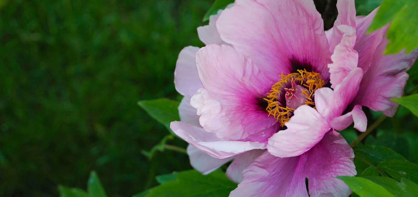 peony-image-1336x630-1 peony-image-1336x630-1