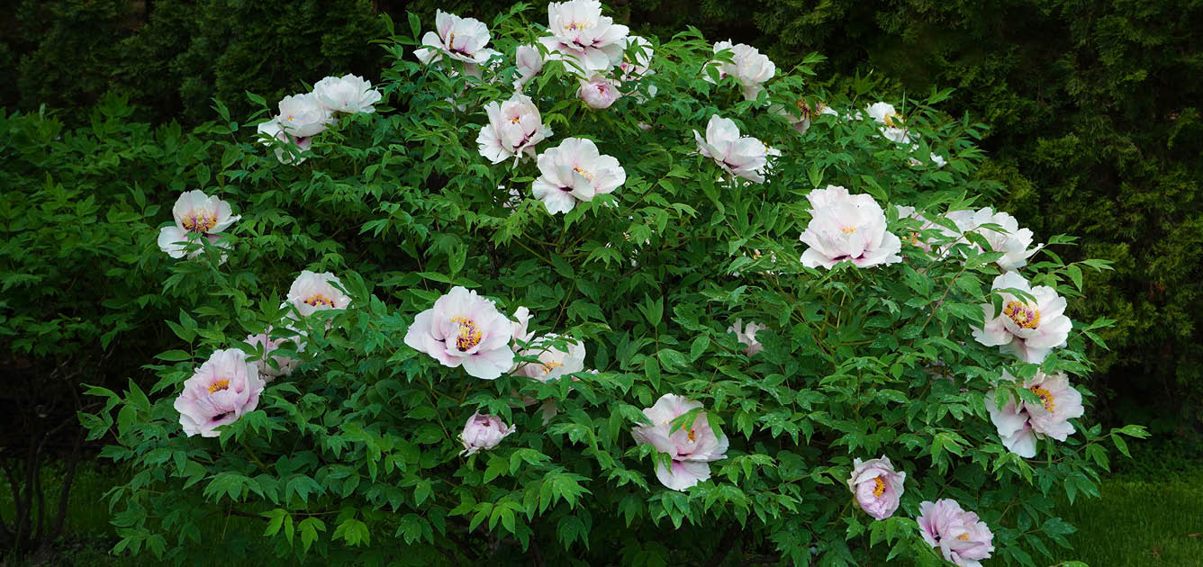 peony-image-1336x630-2 peony-image-1336x630-2