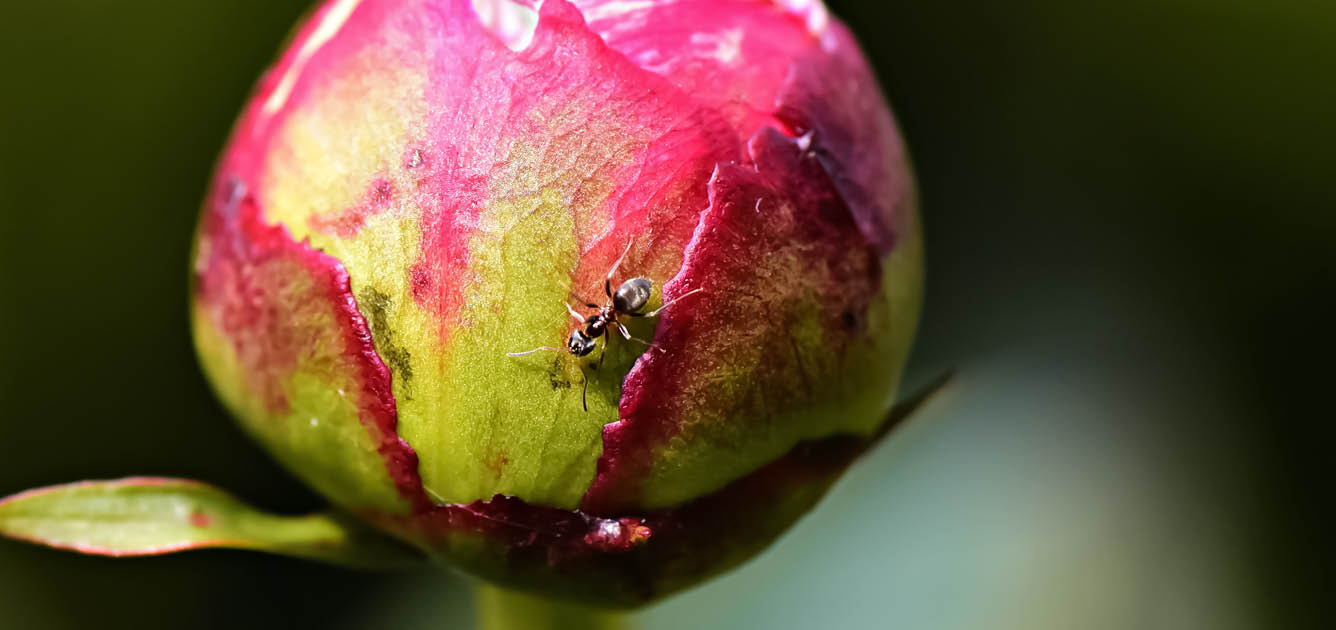 peony-image-1336x630-5 peony-image-1336x630-5