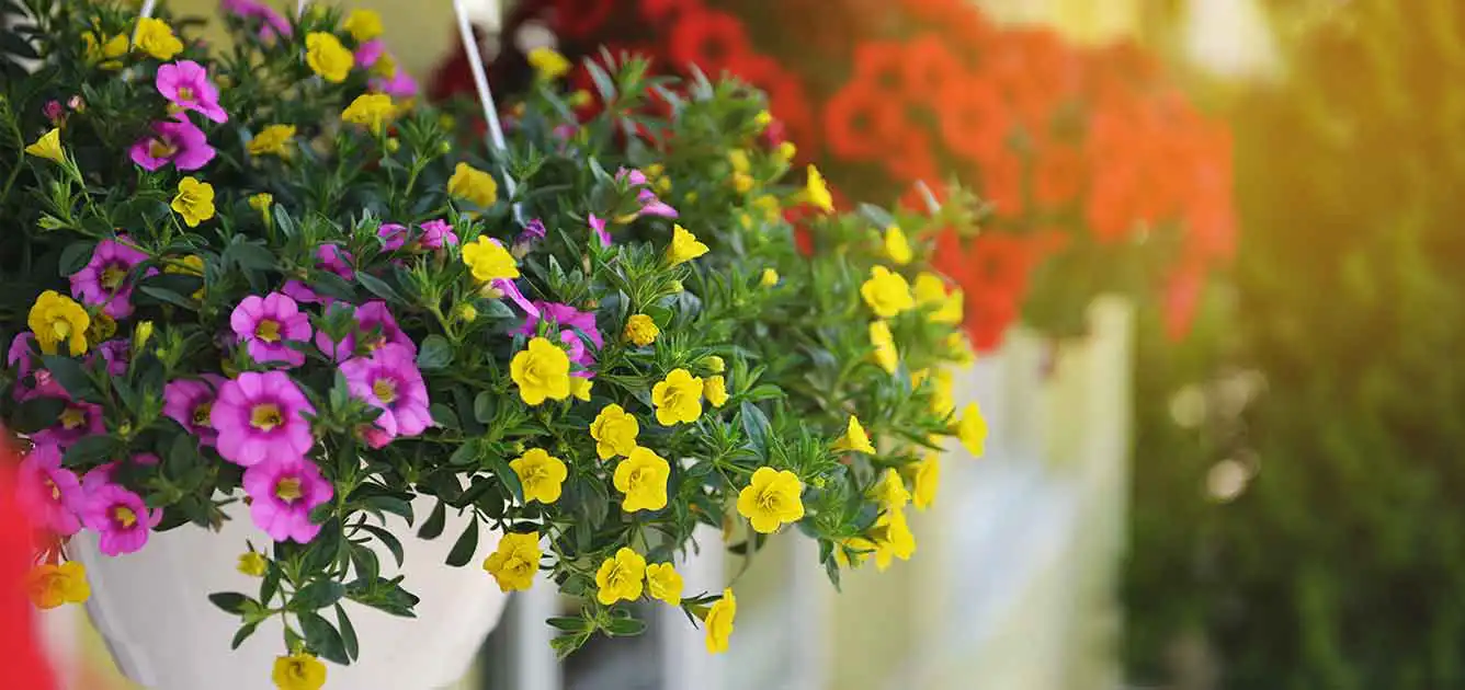 this-month-gardening-advice-may this-month-gardening-advice-may