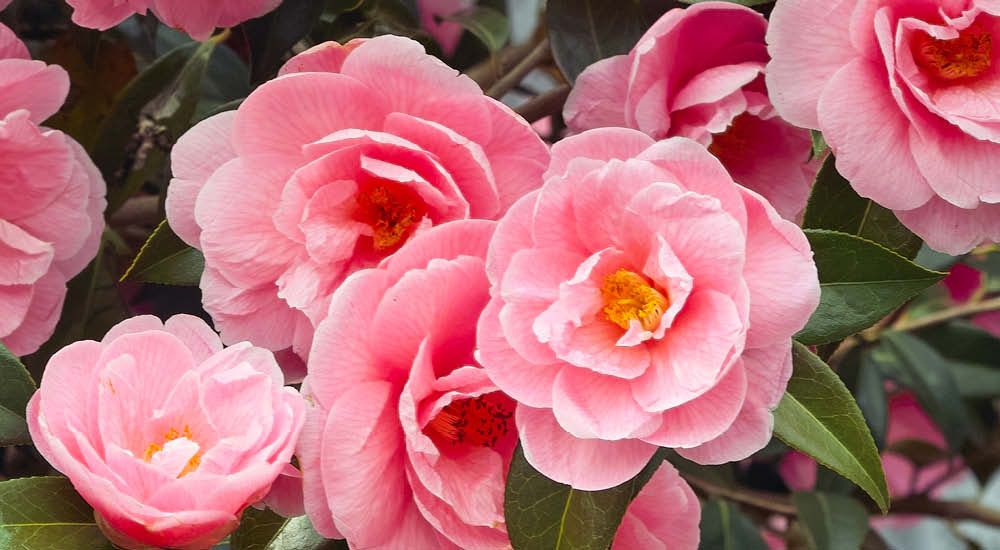 plant-focus-camillia