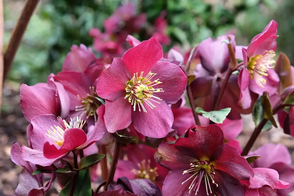 hellebore-ice-n-roses-red