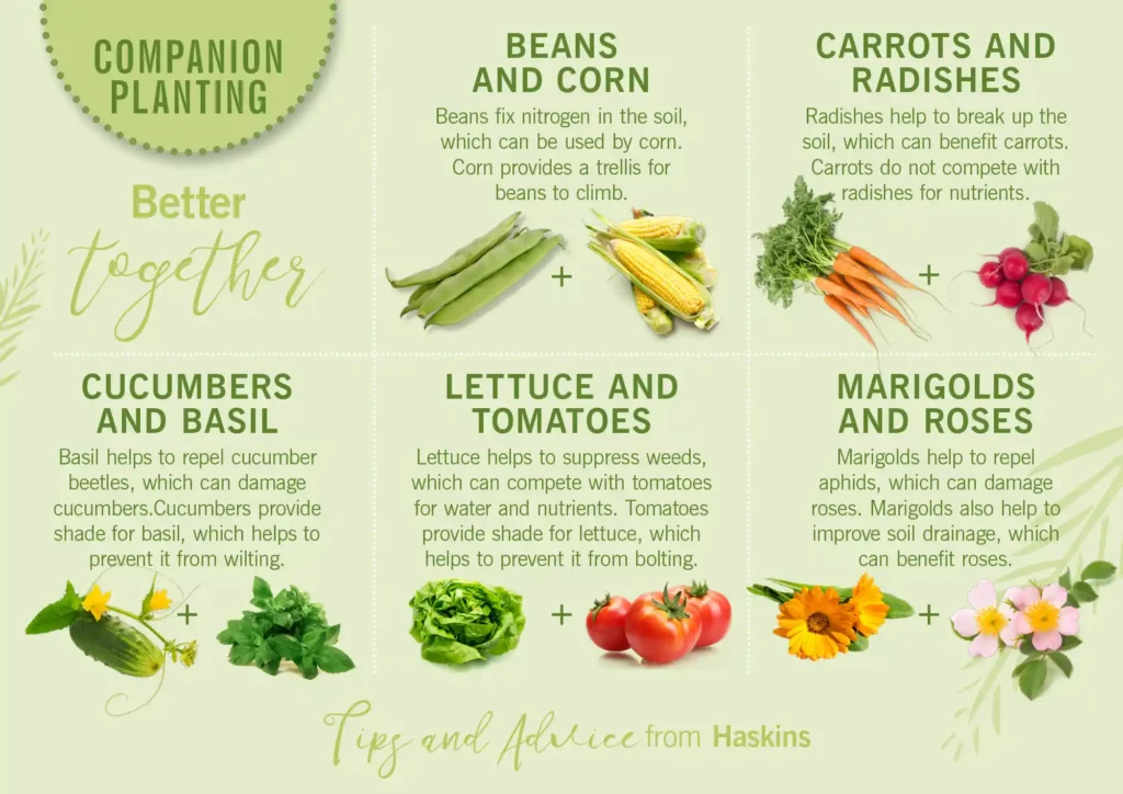 companion-planting companion-planting