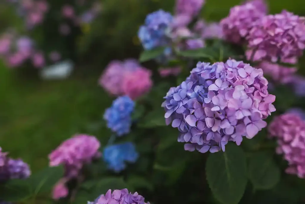 hydrangeas_1124380292 hydrangeas_1124380292
