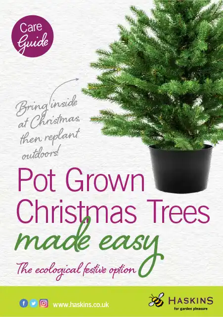 christmas-tree-care-leaflet