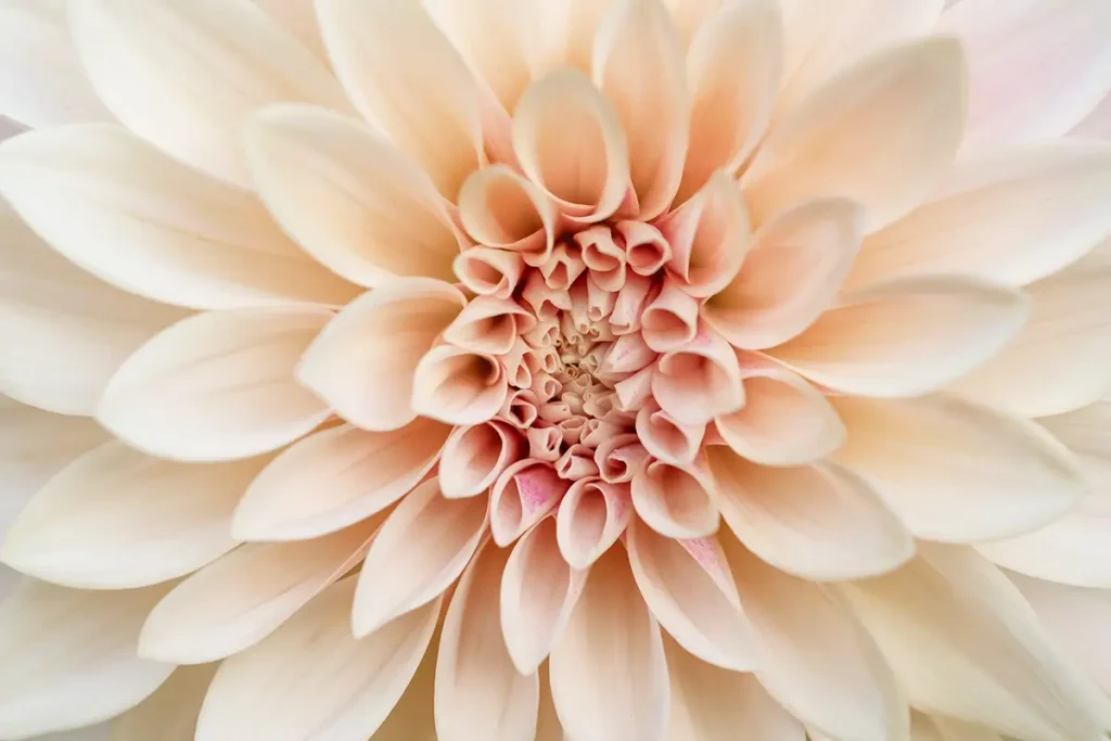 Dahlia Cafe au Lait Dahlia Cafe au Lait