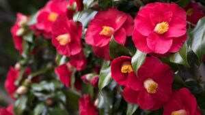 Discover Camellias