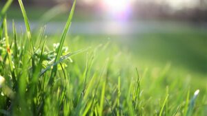 Revitalise your lawn this spring