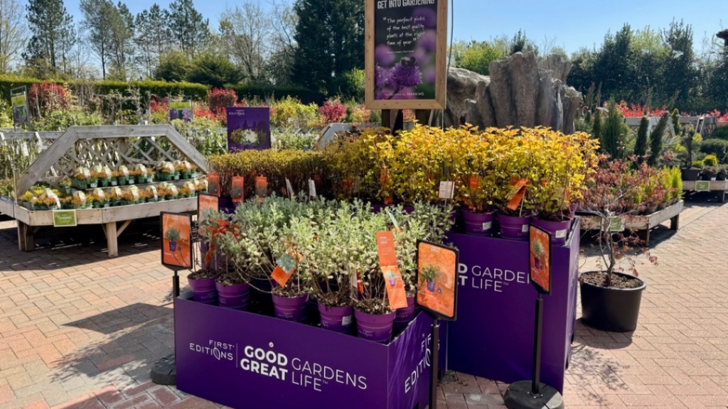 First Editions Haskins First Editions shrubs displayed at Haskins Garden Centre in Ferndown on a sunny day. Purple containers with various foliage plants are prominent.