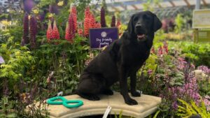 Black Labrador 'Wish' sat on a bench amongst Haskins Snowhill dog-friendly garden display. Lots of pink, purple and green plants such as lupins, hostas and much more.