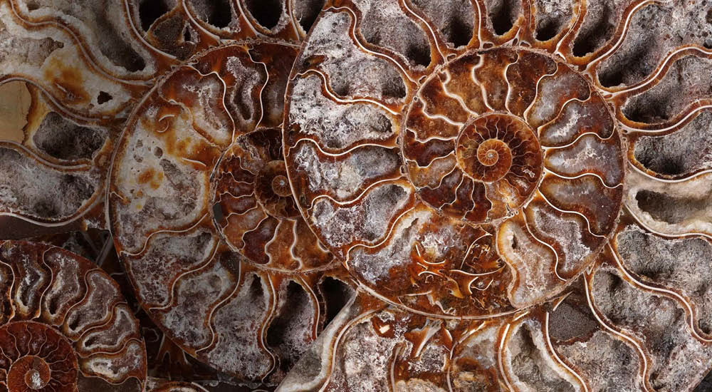 british-fossils-brand-story-1000x550