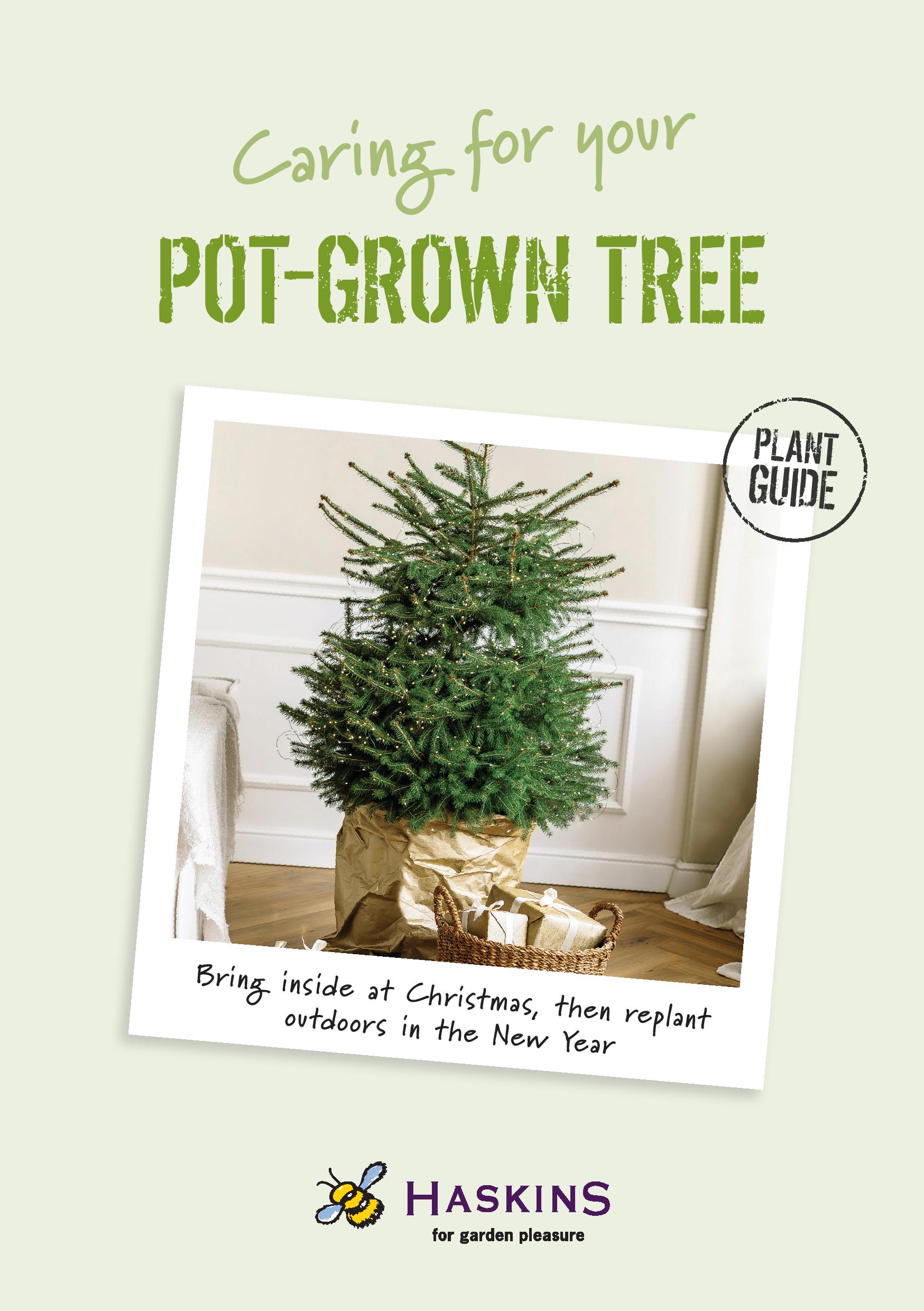 25-11-Plant-Guide-Pot-Grown-Xmas-Trees-A5P-page-001