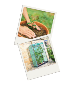 Two Polaroid Photos One of Someone Planting in a Pot the Other of a Mini Greenhouse
