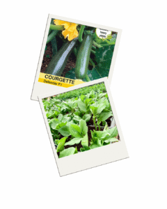 2 Polaroids 1 of a Courgette Seed Packet the Other of Starter Plants