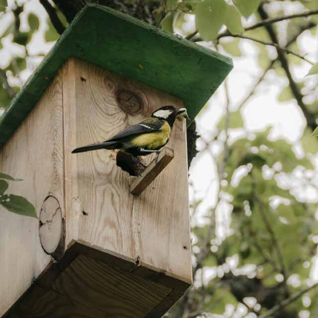 birdcare-1-640 birdcare-1-640