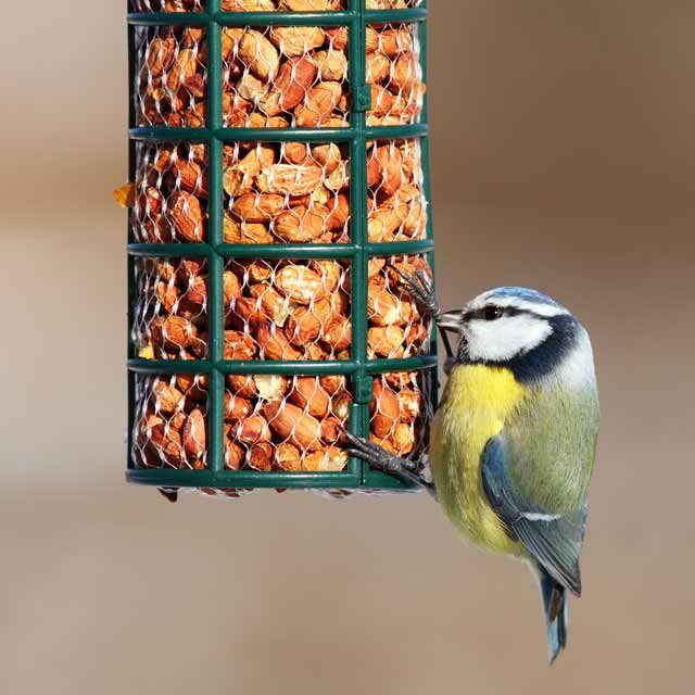 birdcare-2-640 birdcare-2-640