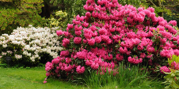 blooming-blog blooming-blog