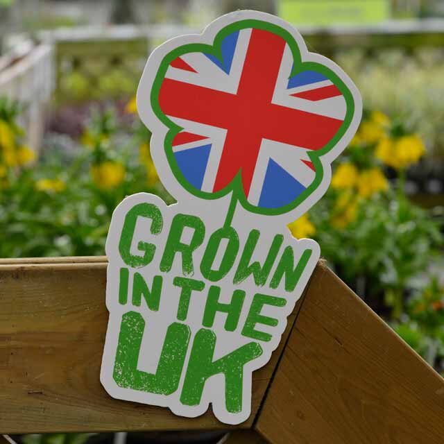 grown-in-uk-640 grown-in-uk-640
