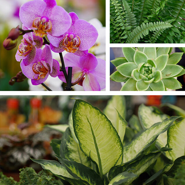 houseplant-640