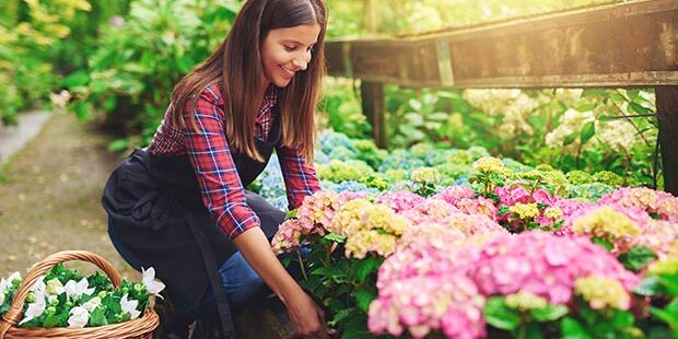 hydrangeas-1