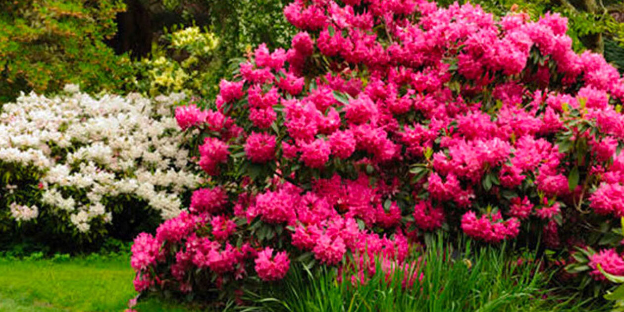 new-rhododendrons-panorama new-rhododendrons-panorama
