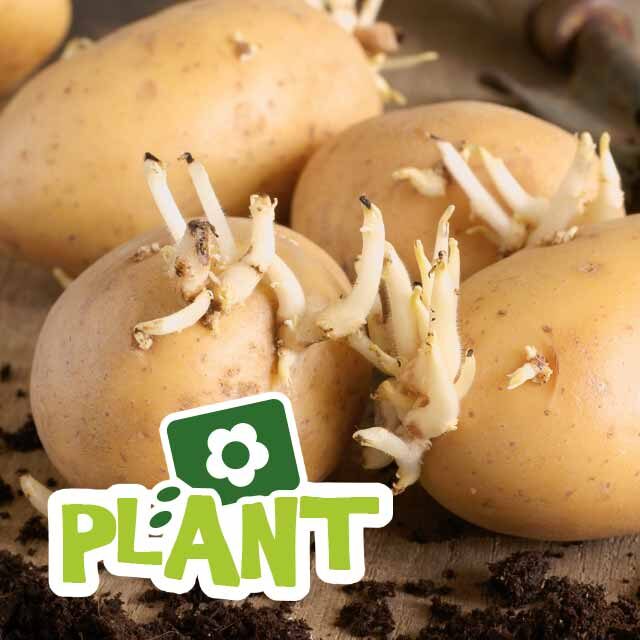 plant-potatoes-garden-gang-640