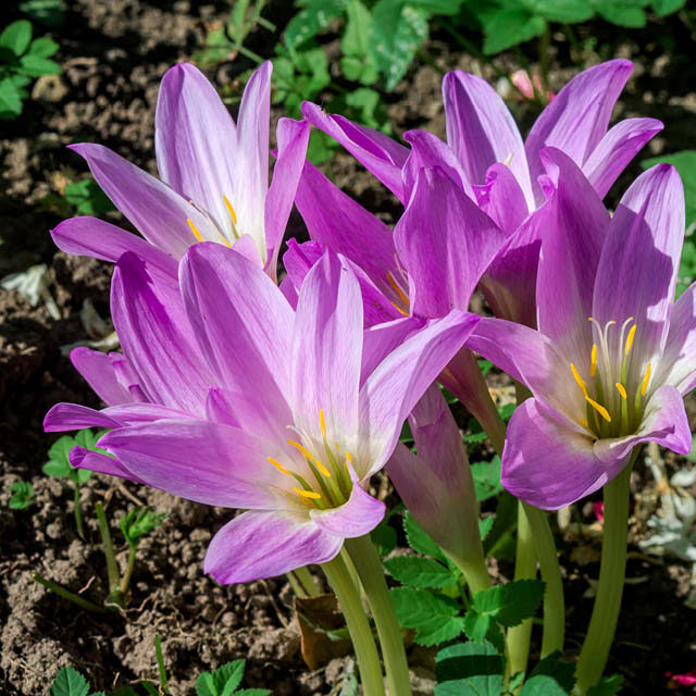 planting-autumn-flowering-crocus2