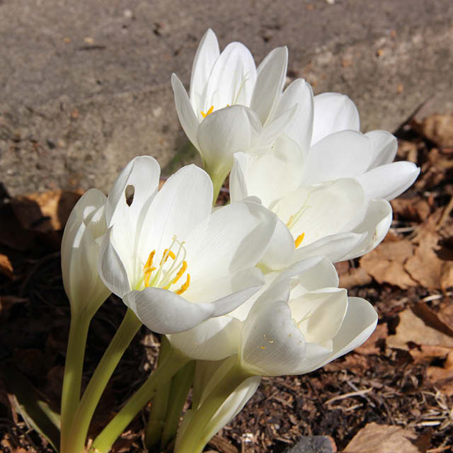 planting-autumn-flowering-crocus3