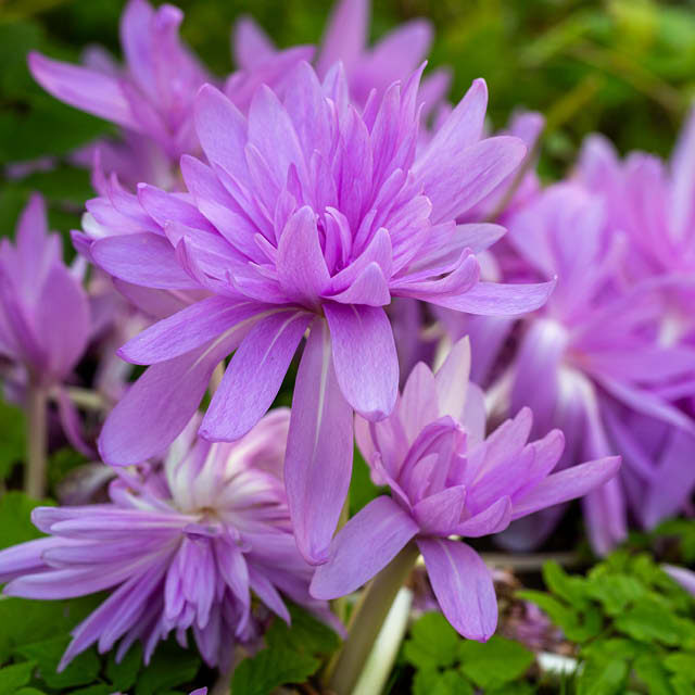 planting-autumn-flowering-crocus4