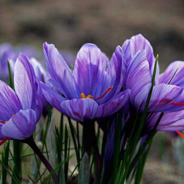 planting-autumn-flowering-crocus5