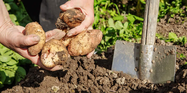 potatoe-blog potatoe-blog