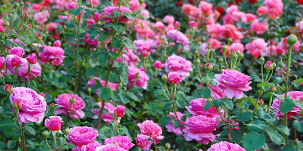 roses-blog