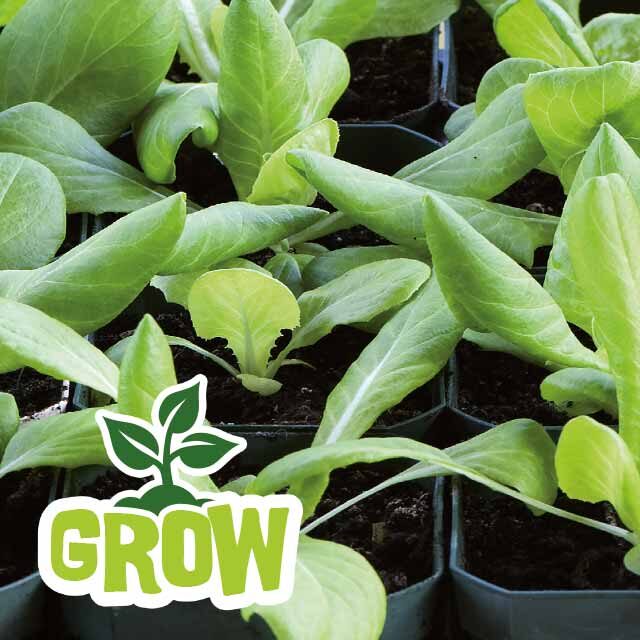 sow-lettuce-garden-gang-640