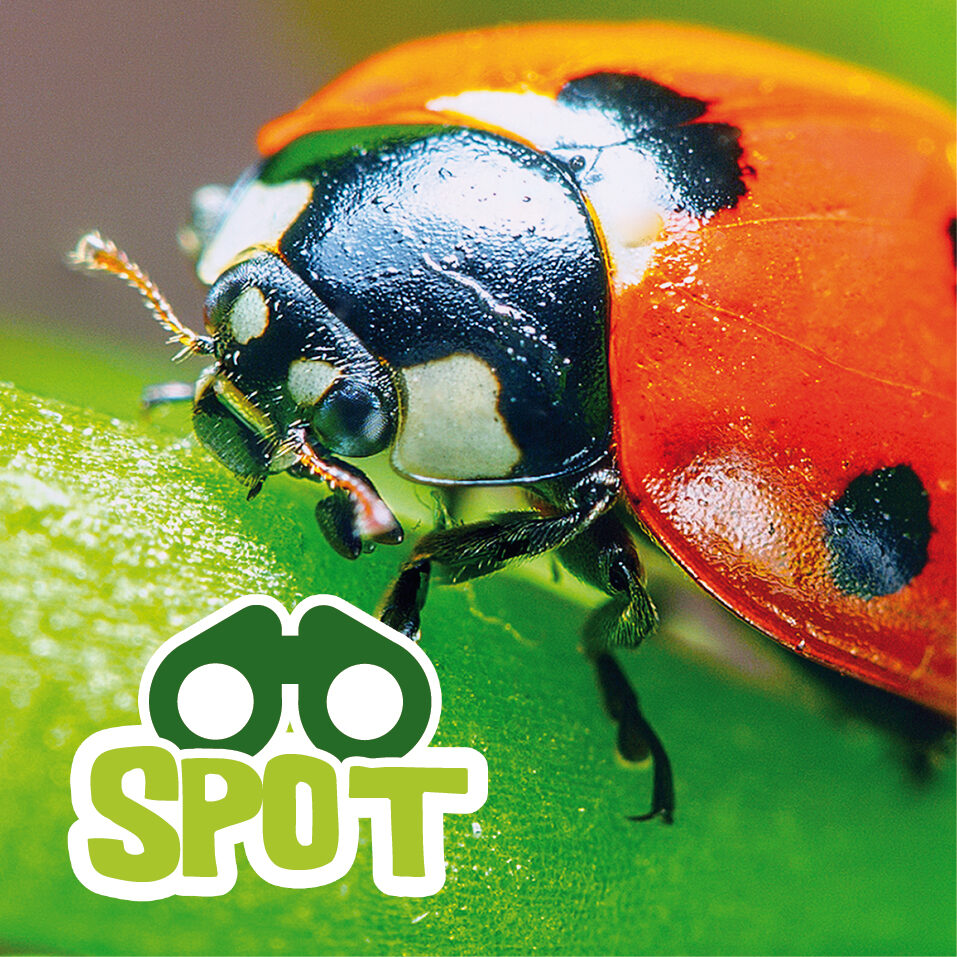 spot-bugs-garden-gang-640